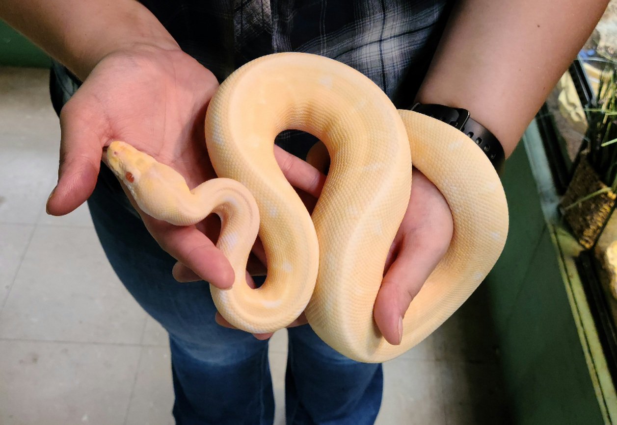 Ball-Python-Snakes
