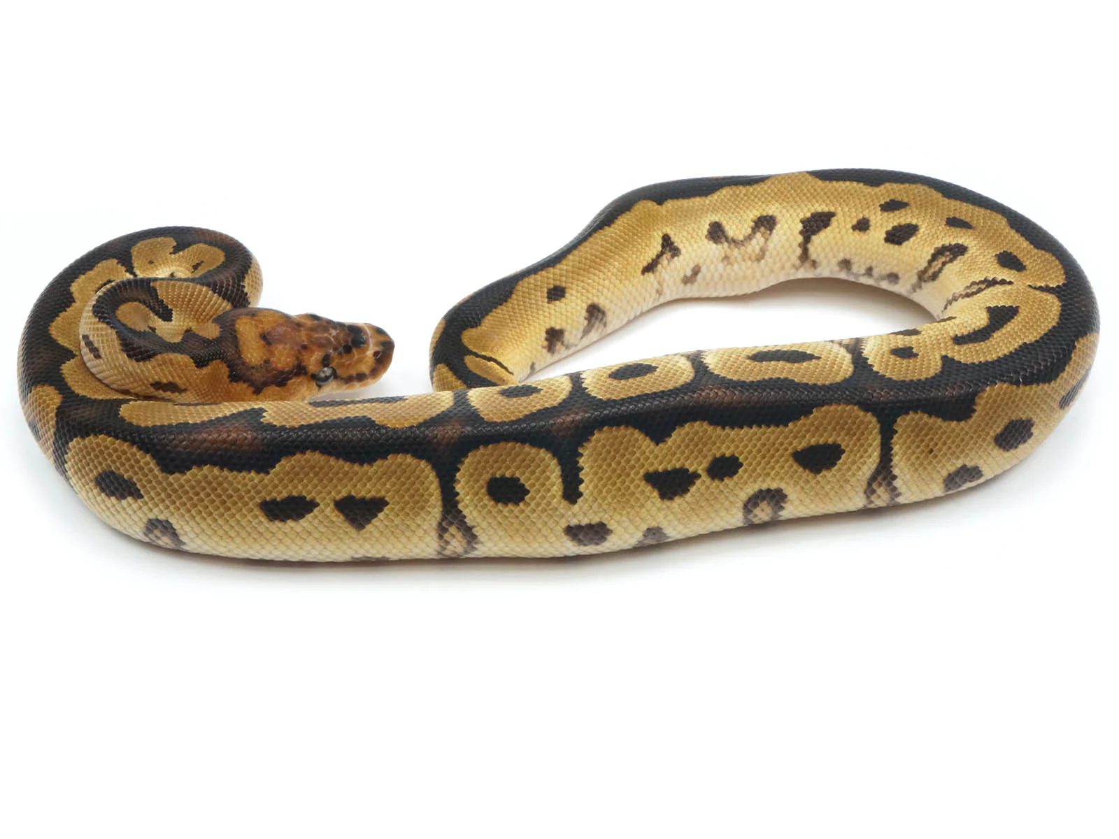 Baby-Ball-Python-Snakes